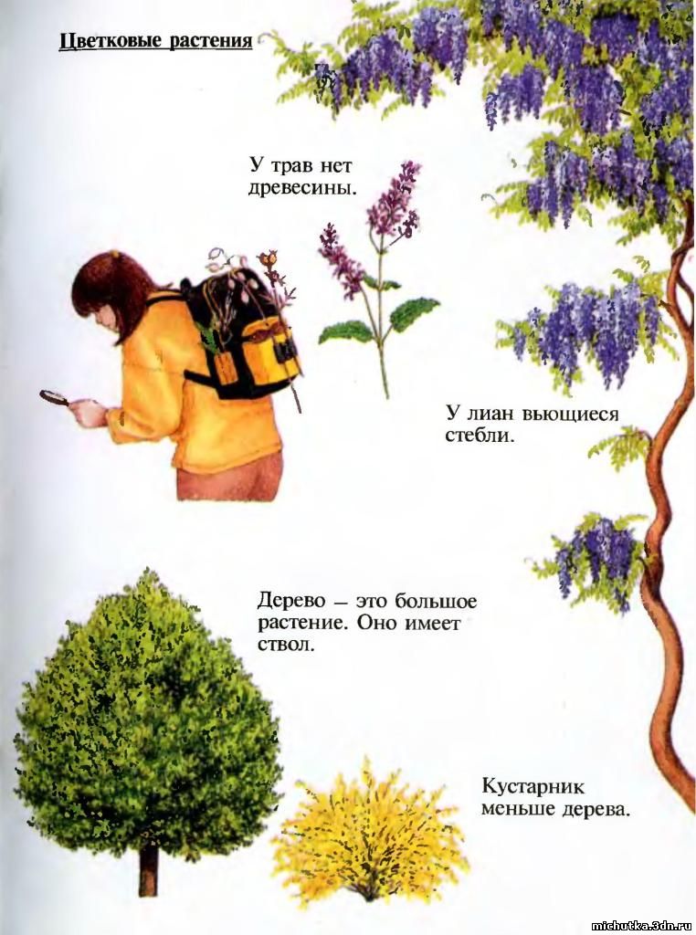 детям о растениях