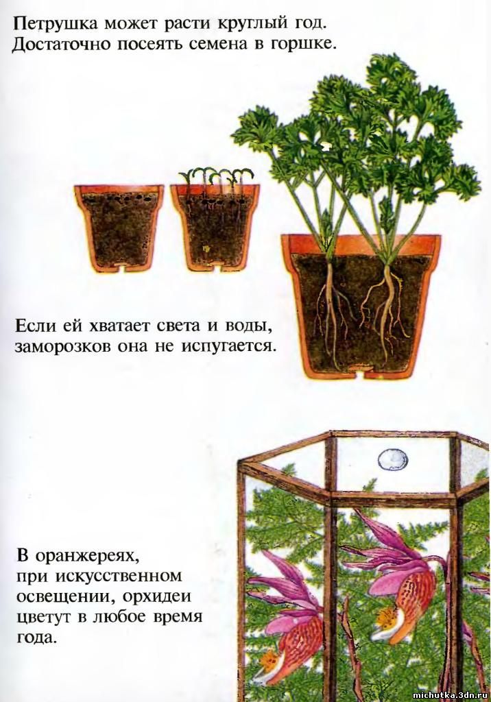 детям о растениях