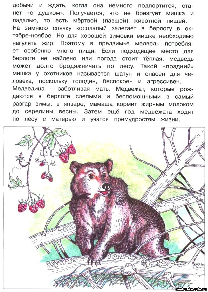 звери русских лесов