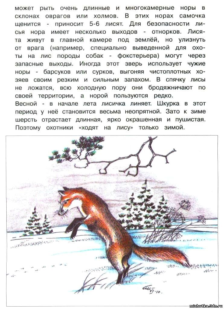 звери русских лесов
