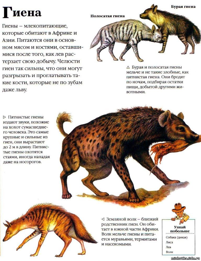 моя первая энциклопедия животные