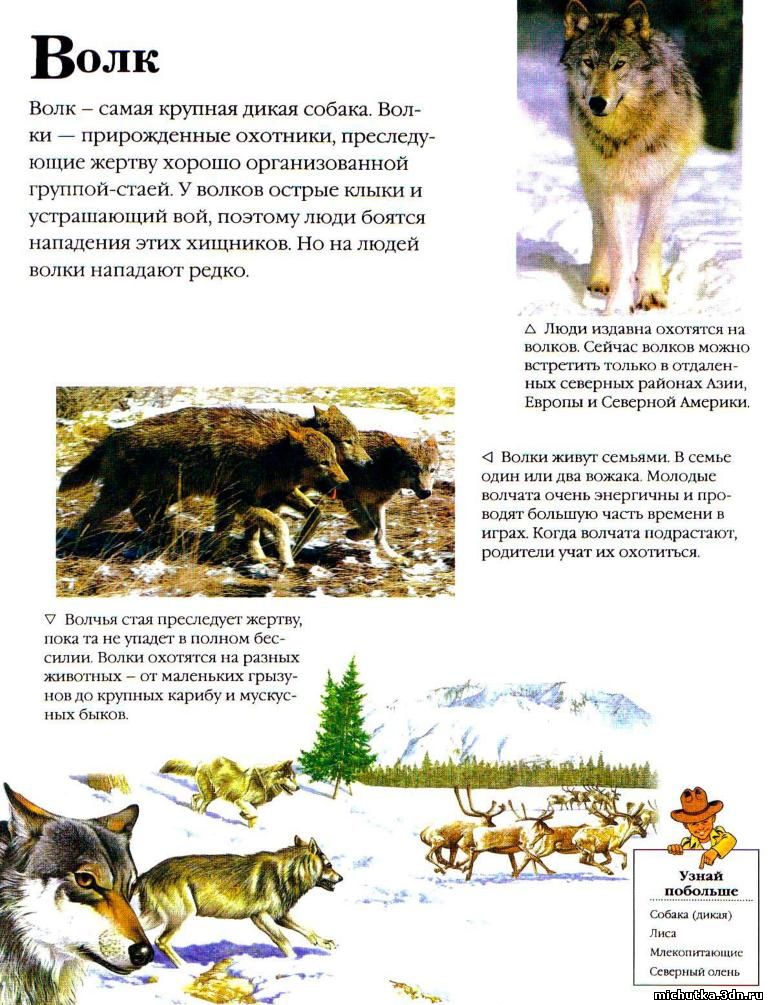 моя первая энциклопедия животные