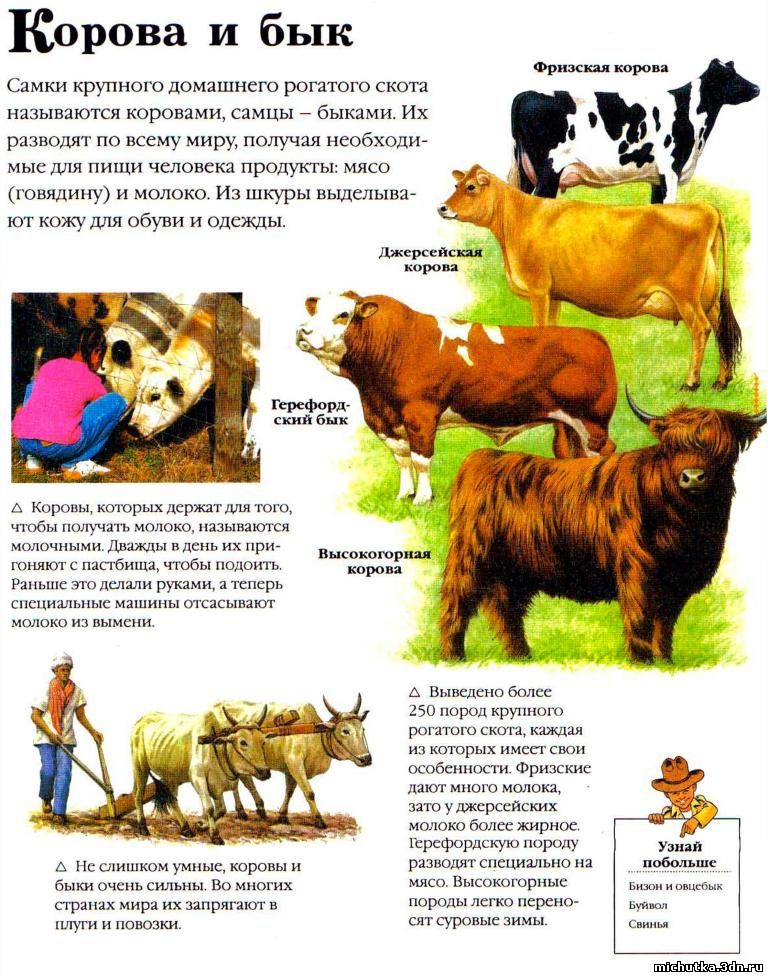 корова и бык