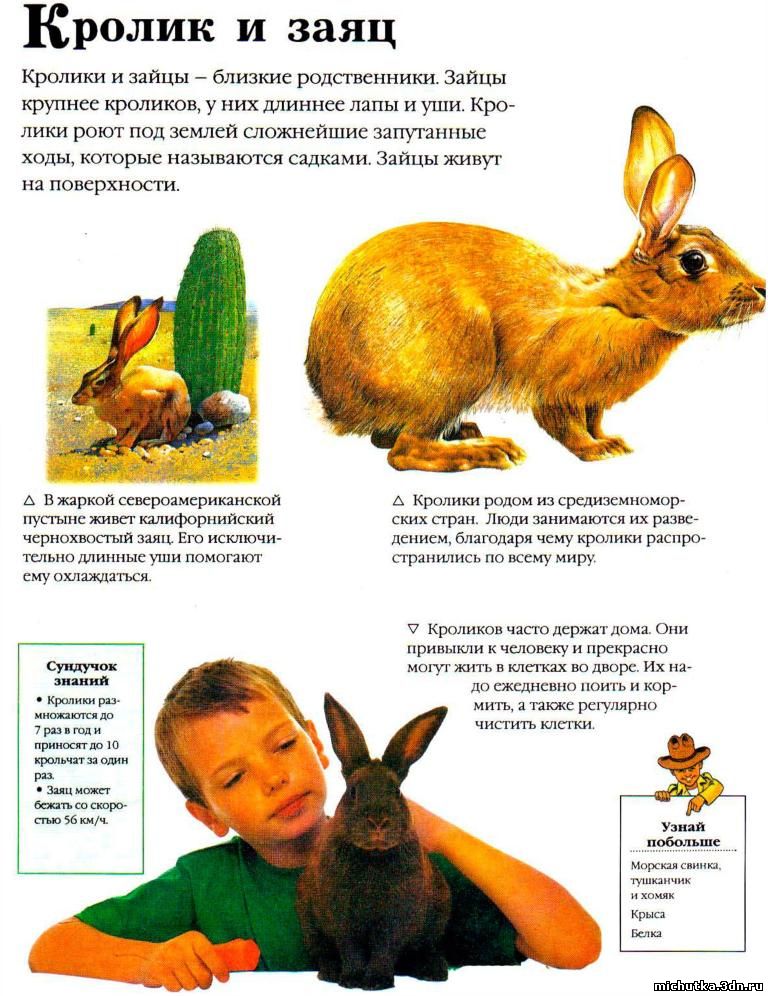 кролик и заяц