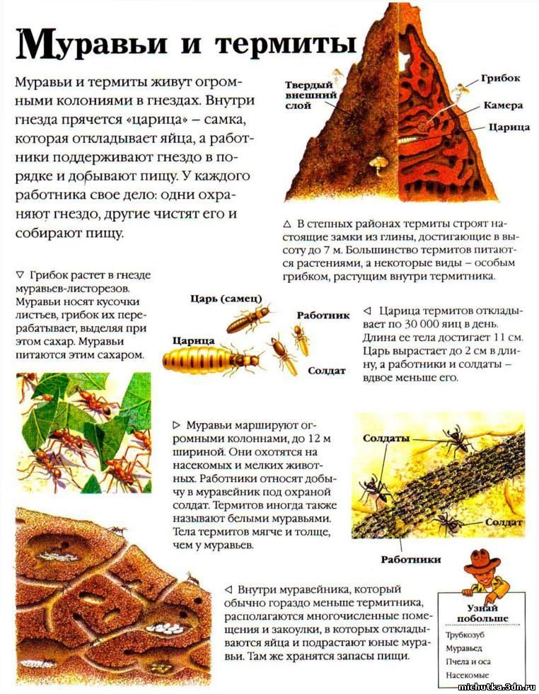 муравьи и термиты