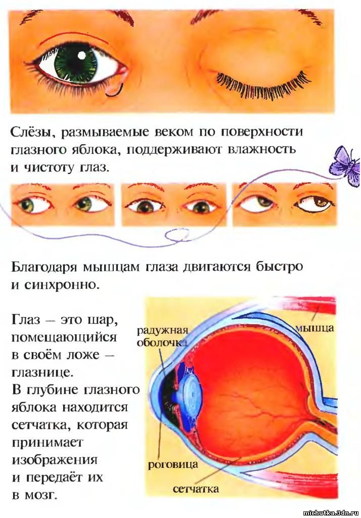 глаза человека