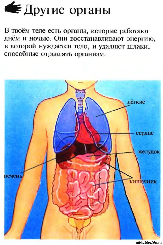 органы человека
