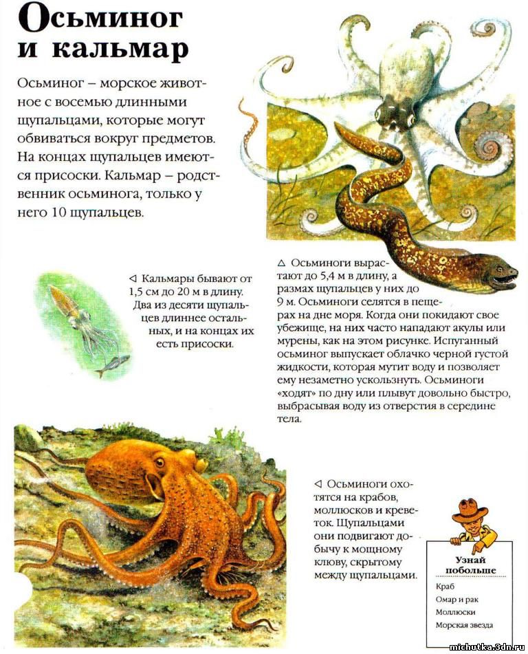 осьминог и кальмар