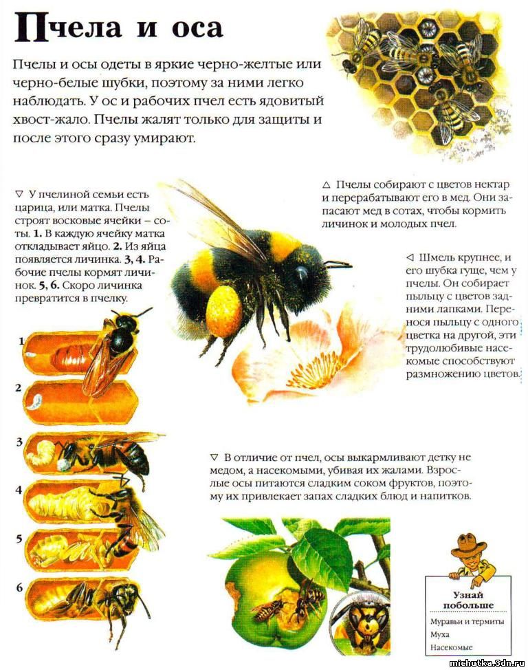 пчела и оса