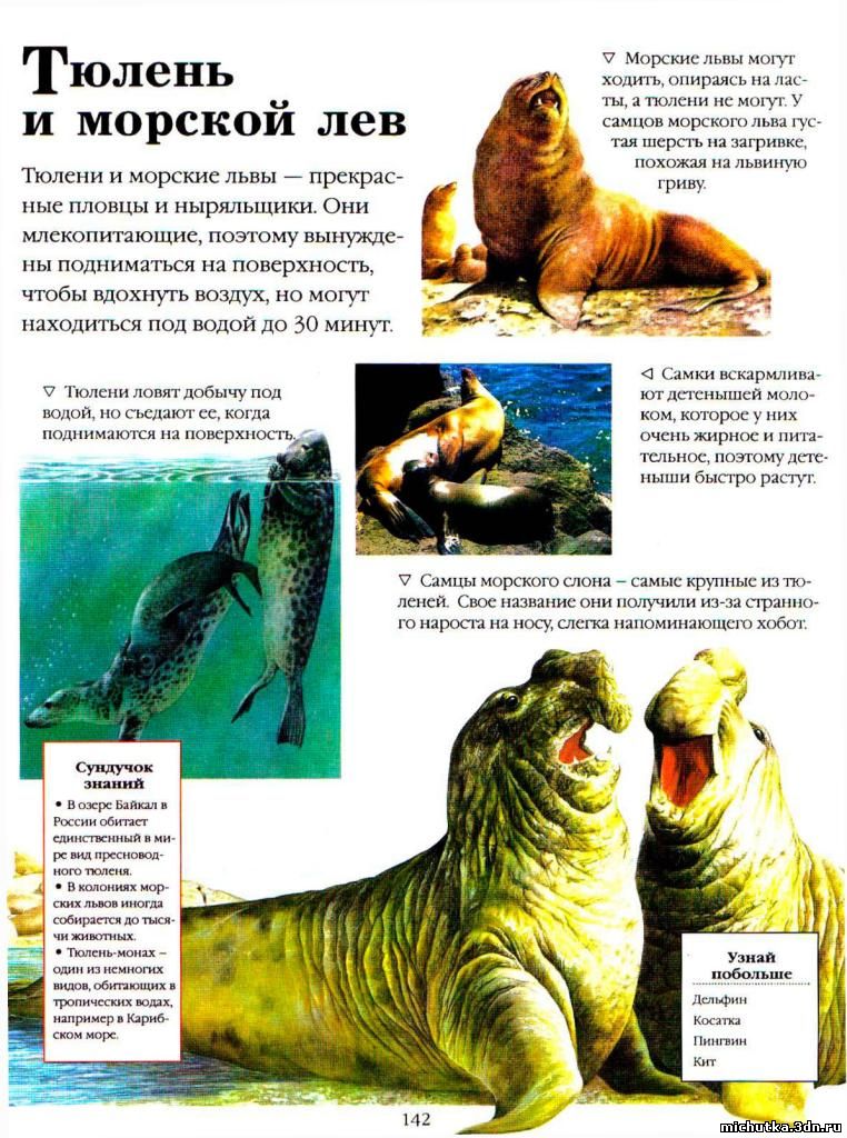тюлень и морской лев