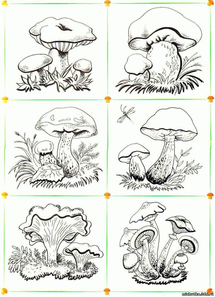 грибы съедобные
