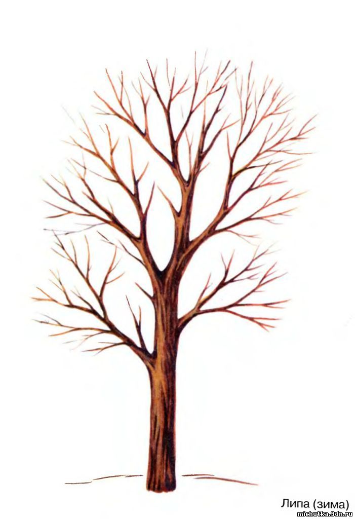 дидактический материал "Деревья"